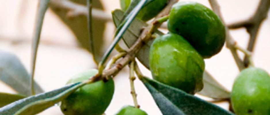 Aceitunas